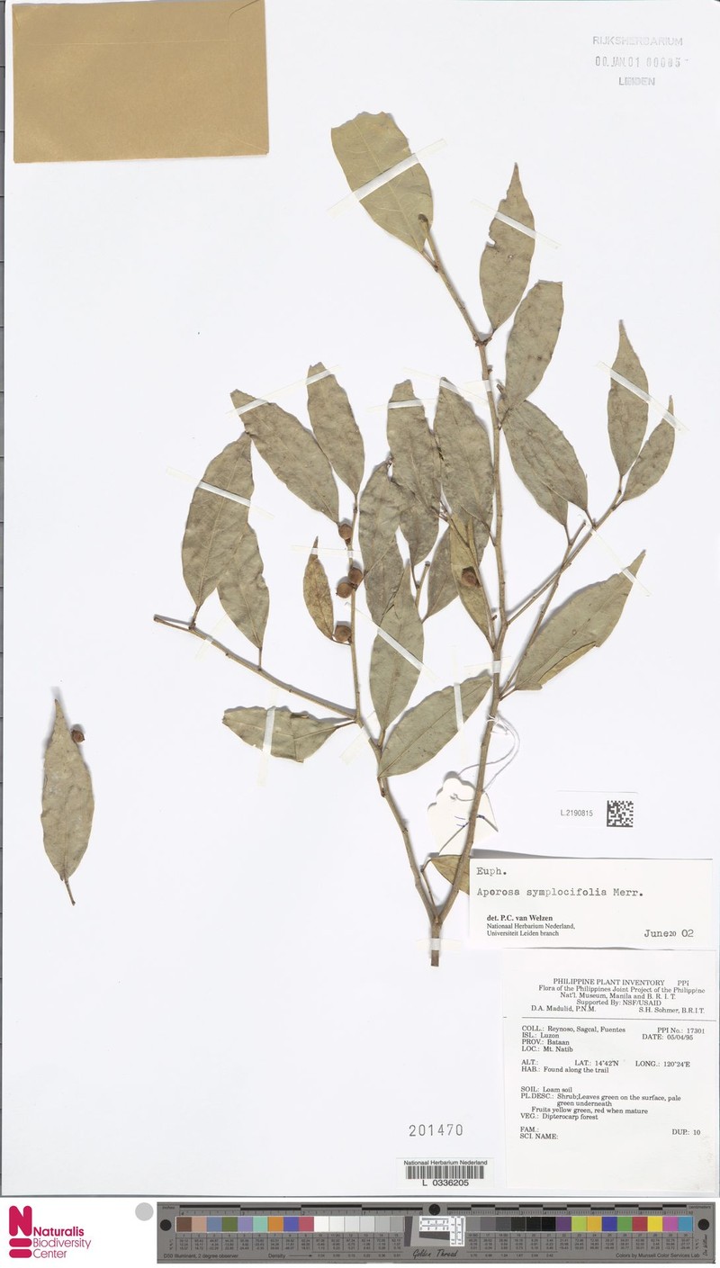 Aporosa symplocifolia photo 3