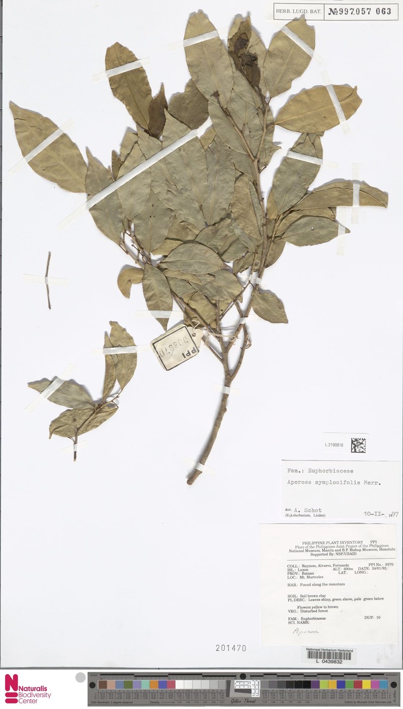 Aporosa symplocifolia photo 4