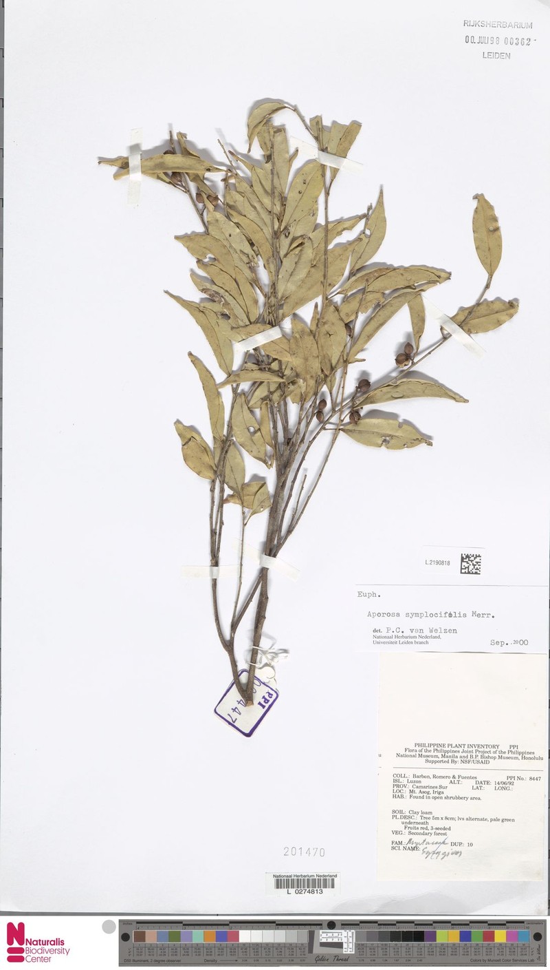 Aporosa symplocifolia photo 5