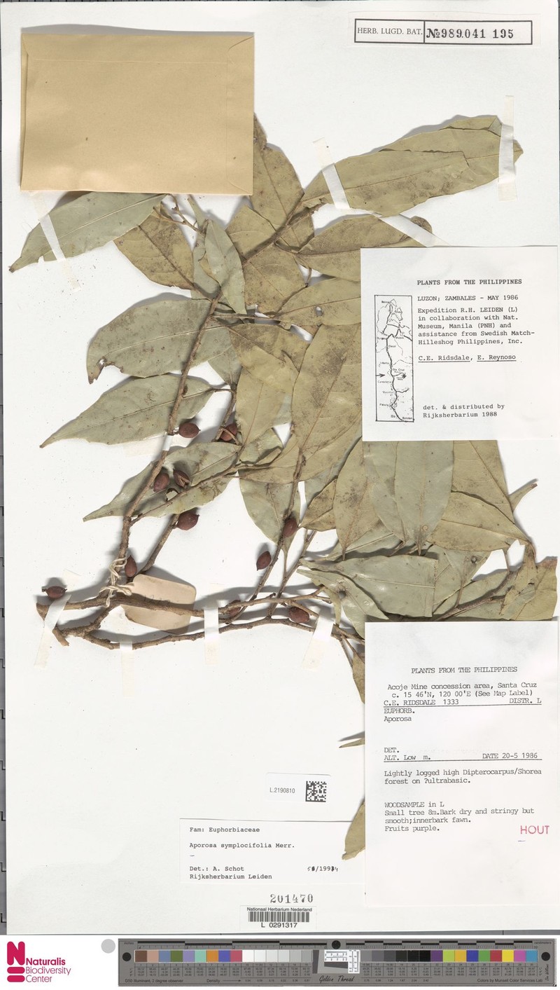 Aporosa symplocifolia photo 6