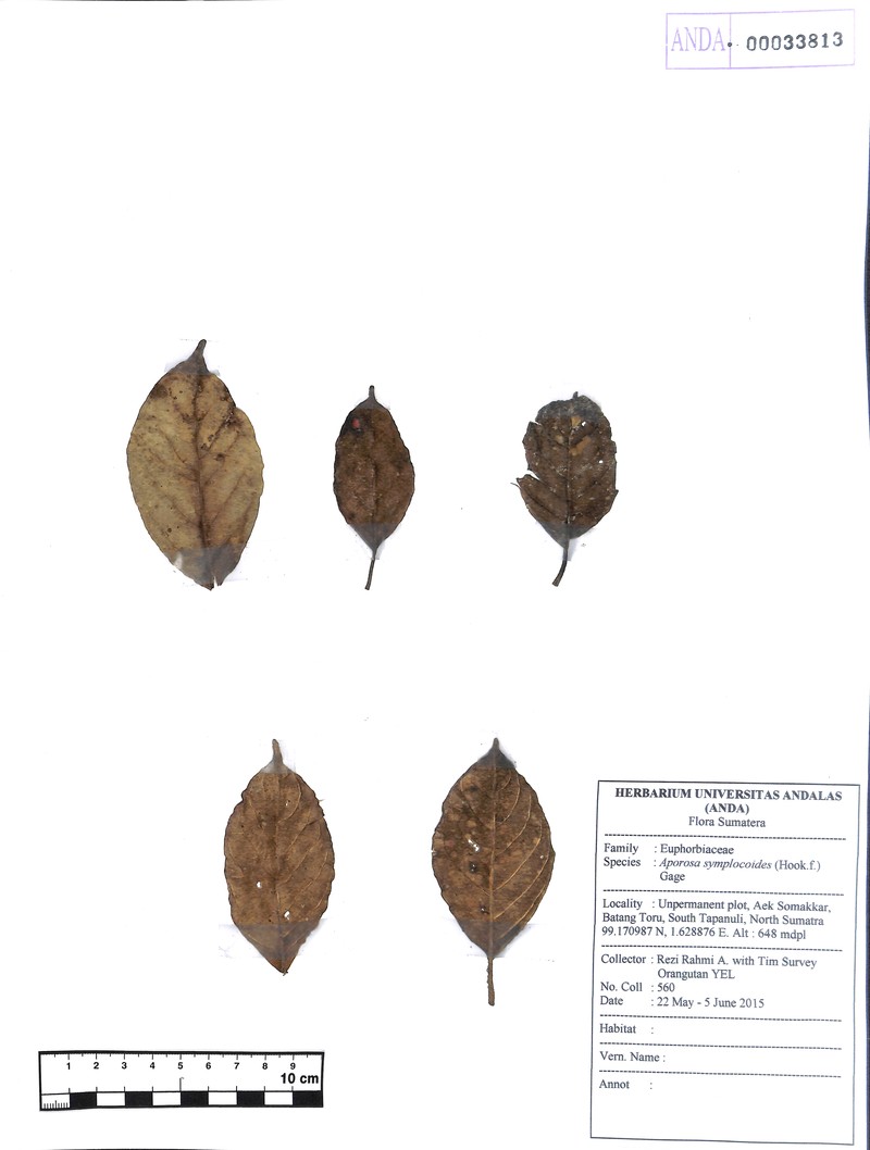 Aporosa symplocoides