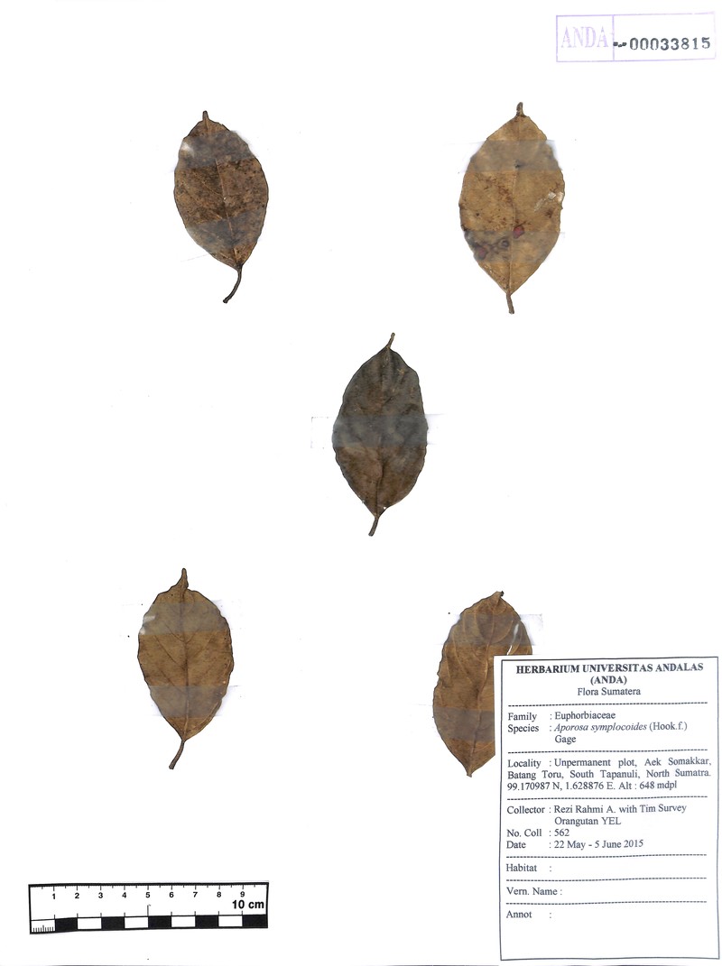 Aporosa symplocoides photo 2