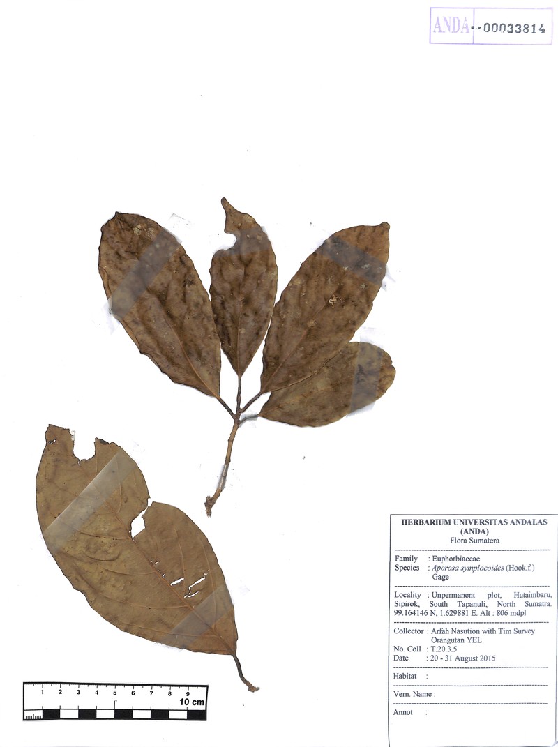 Aporosa symplocoides photo 3