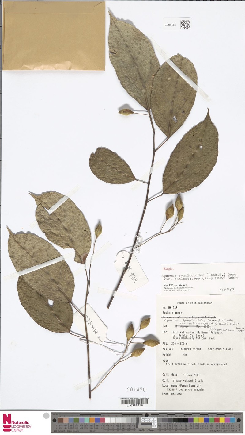Aporosa symplocoides photo 4