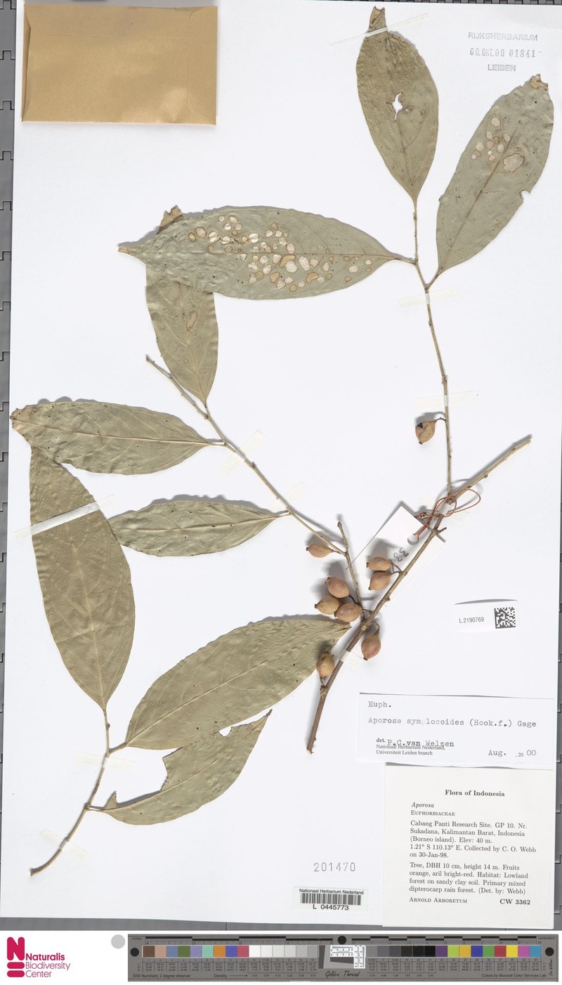 Aporosa symplocoides photo 5