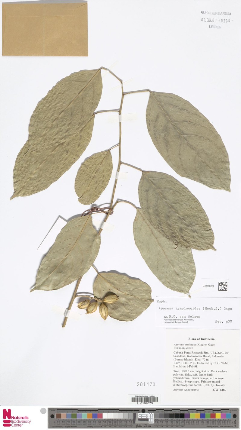Aporosa symplocoides photo 6