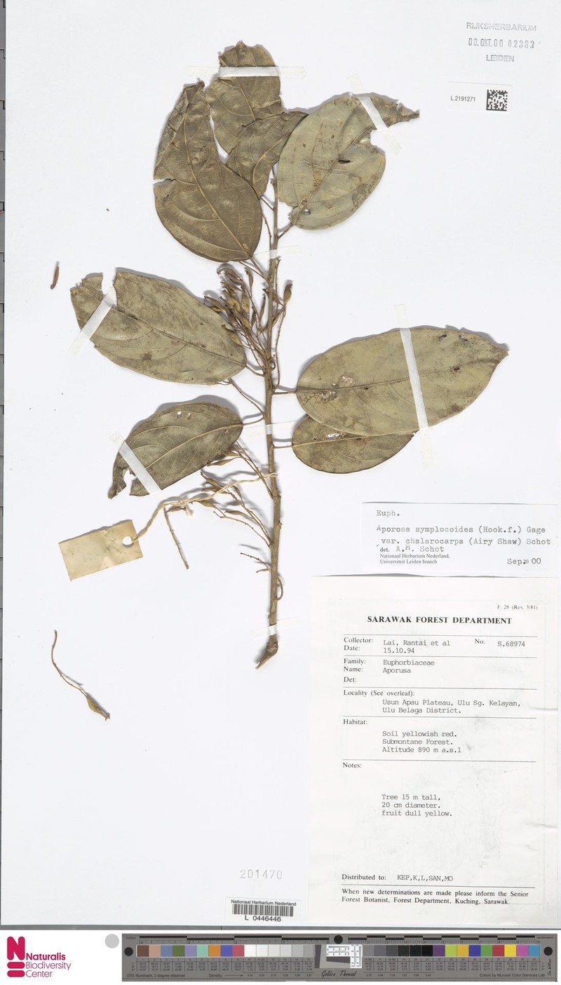 Aporosa symplocoides var. chalarocarpa photo 2