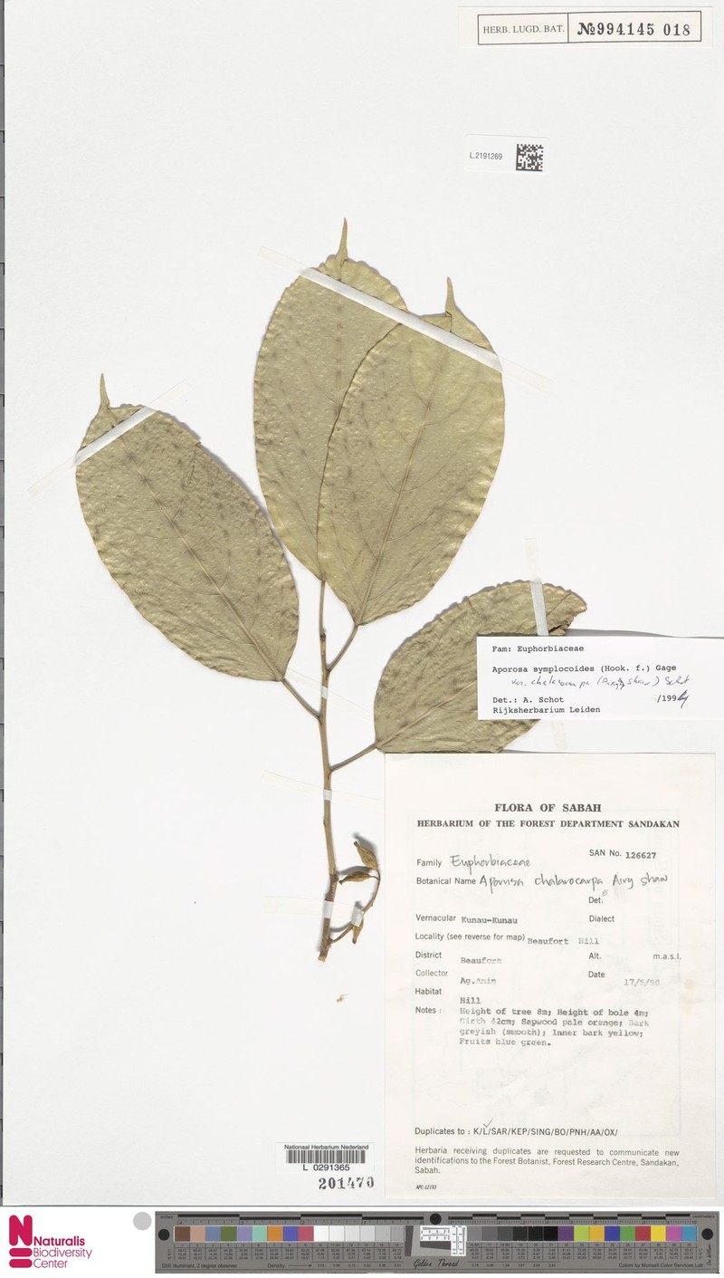 Aporosa symplocoides var. chalarocarpa photo 3