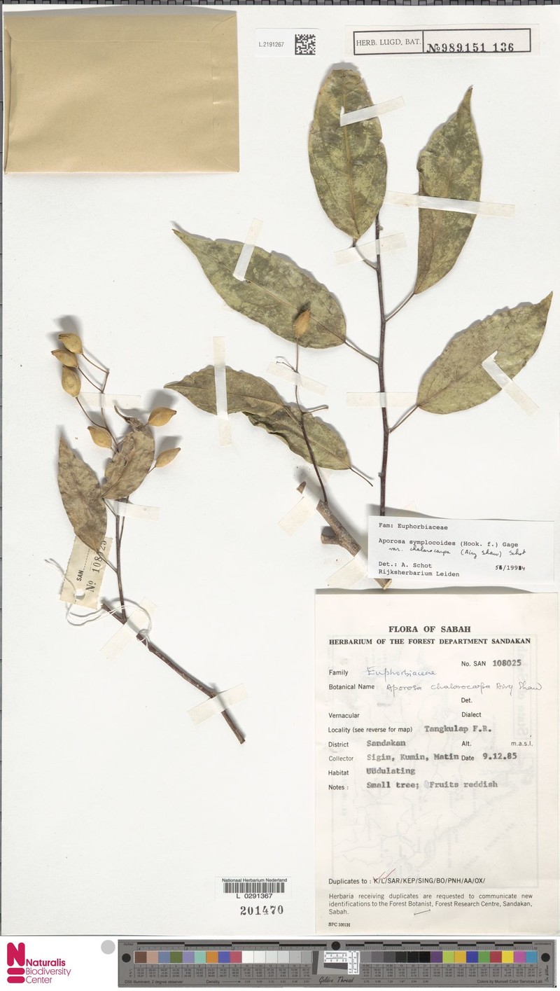 Aporosa symplocoides var. chalarocarpa photo 4
