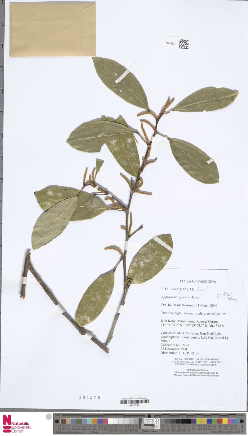 Aporosa tetrapleura