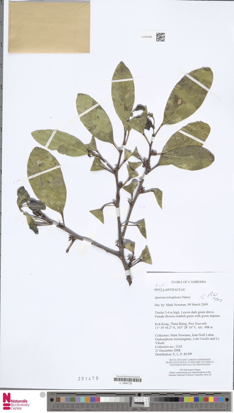 Aporosa tetrapleura photo 2