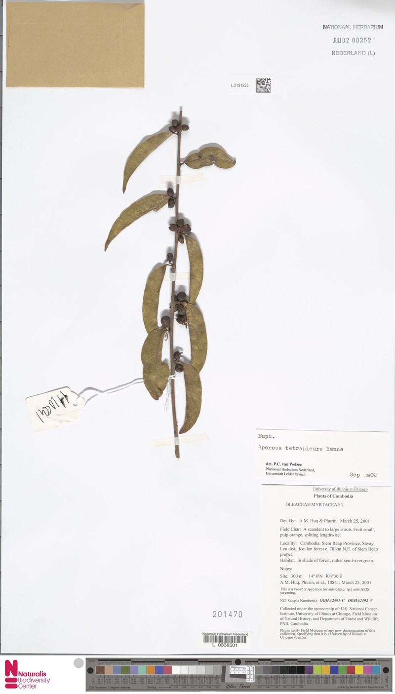 Aporosa tetrapleura photo 3