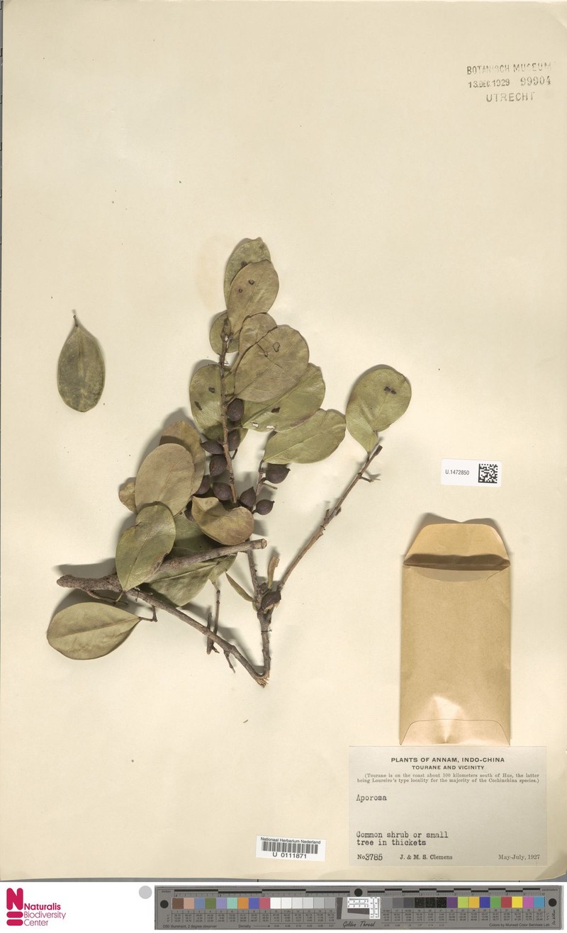 Aporosa tetrapleura photo 4