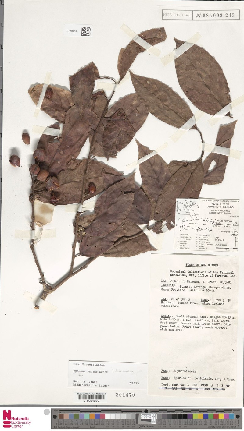 Aporosa vagans