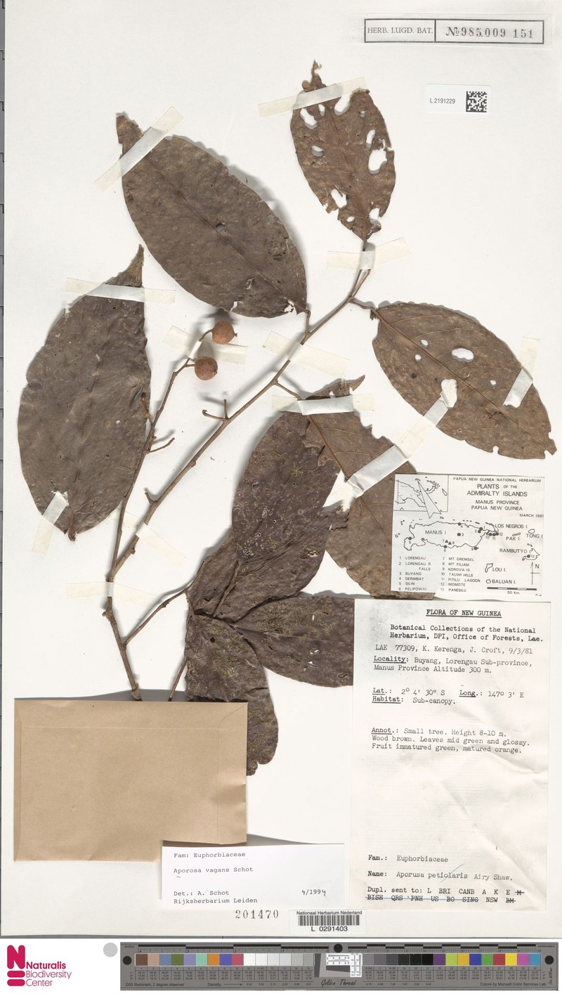 Aporosa vagans photo 2