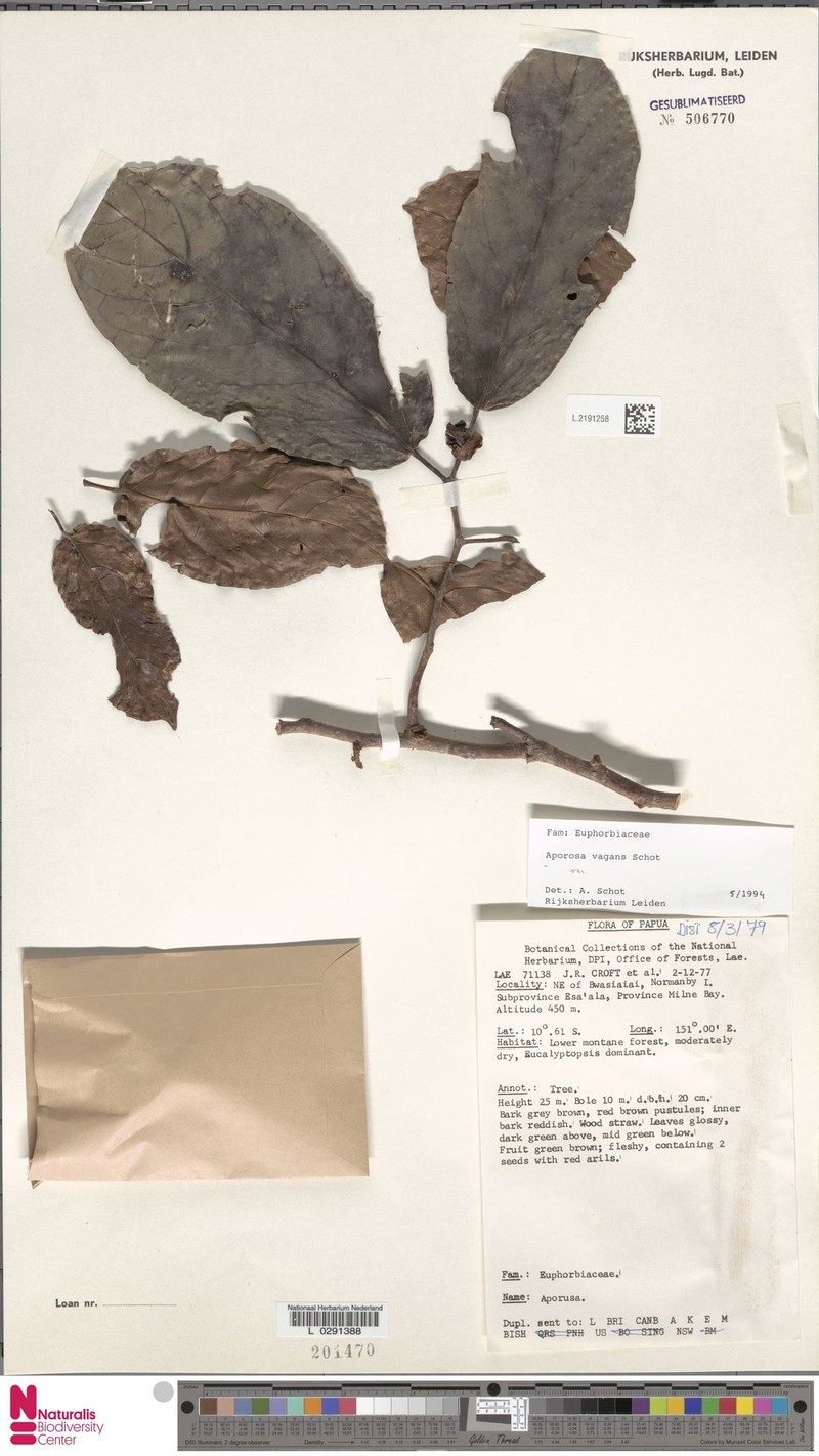 Aporosa vagans photo 3