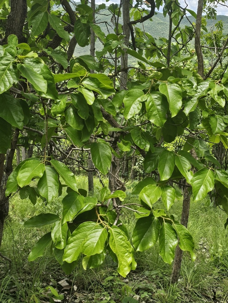 Aporosa villosa
