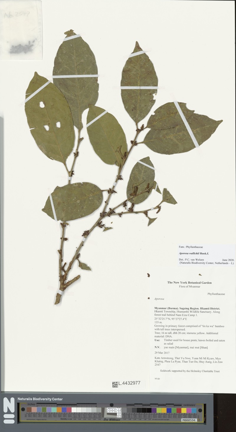 Aporosa wallichii