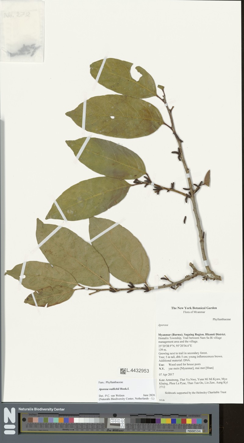 Aporosa wallichii photo 2