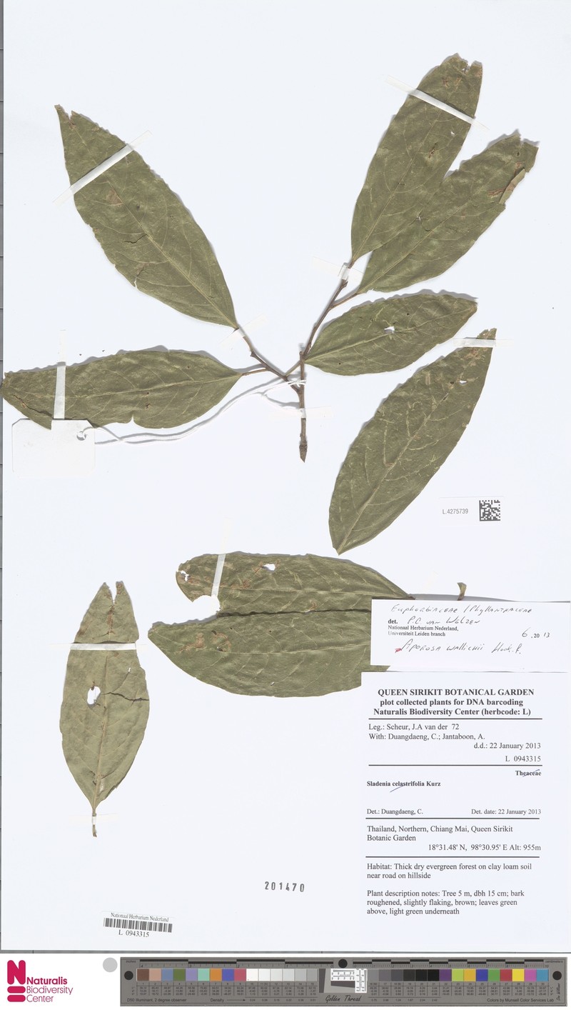 Aporosa wallichii photo 4