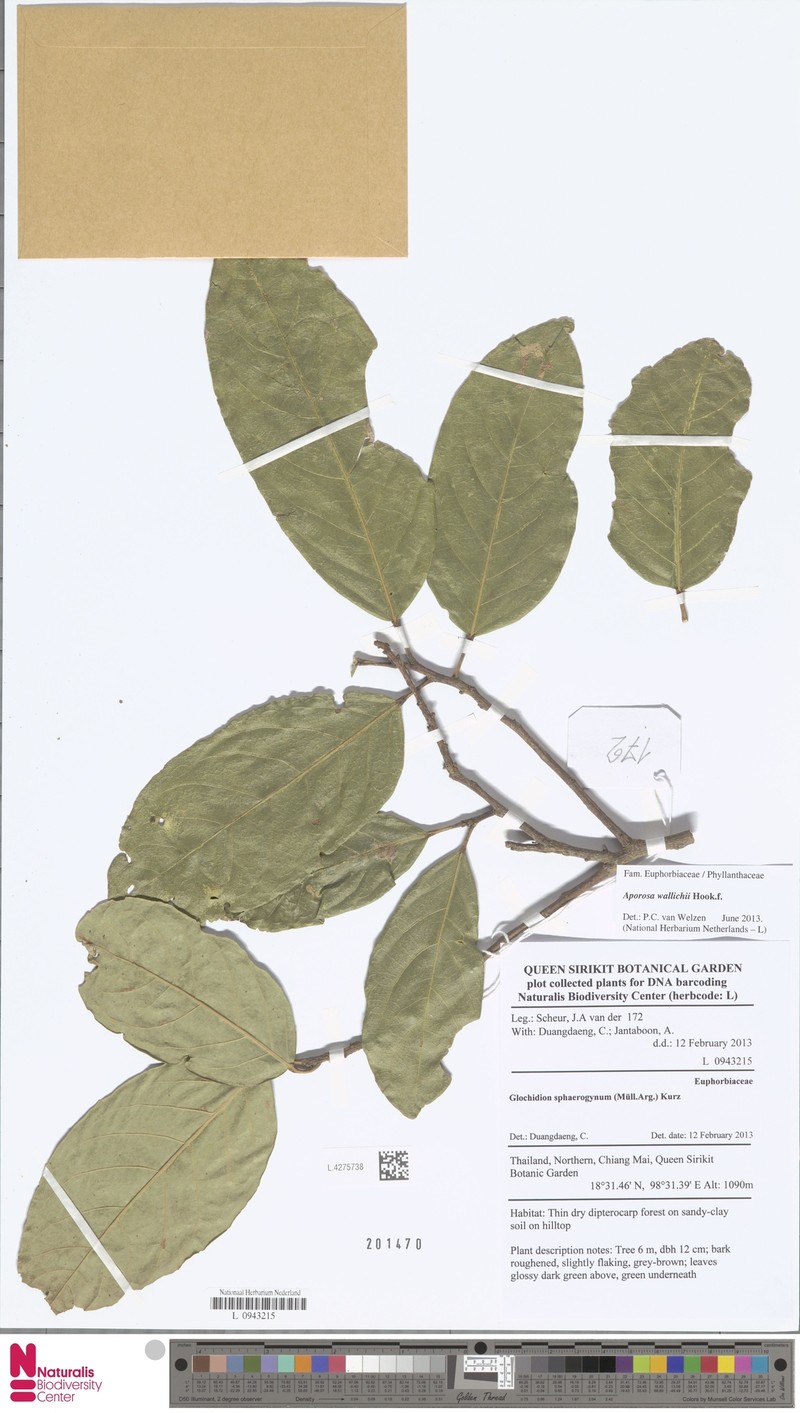 Aporosa wallichii photo 5