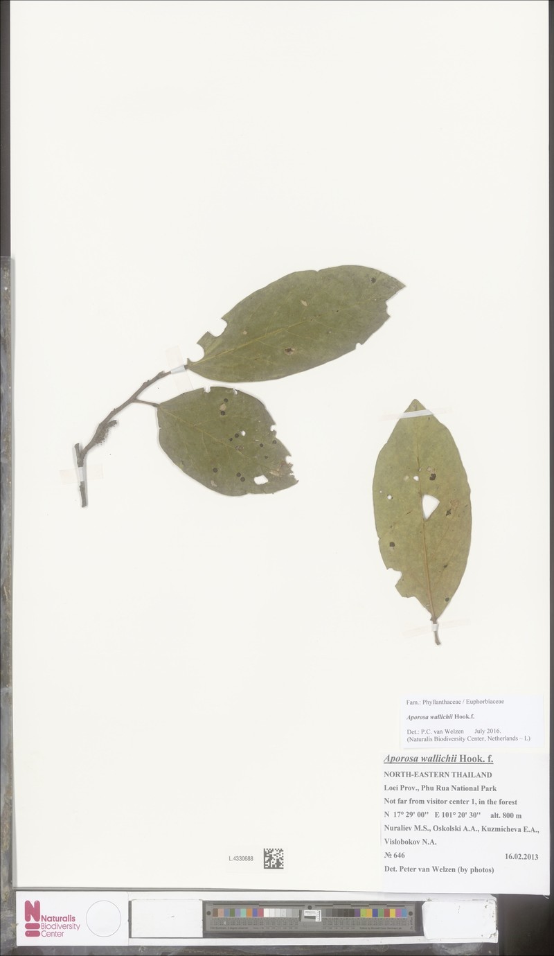 Aporosa wallichii photo 6