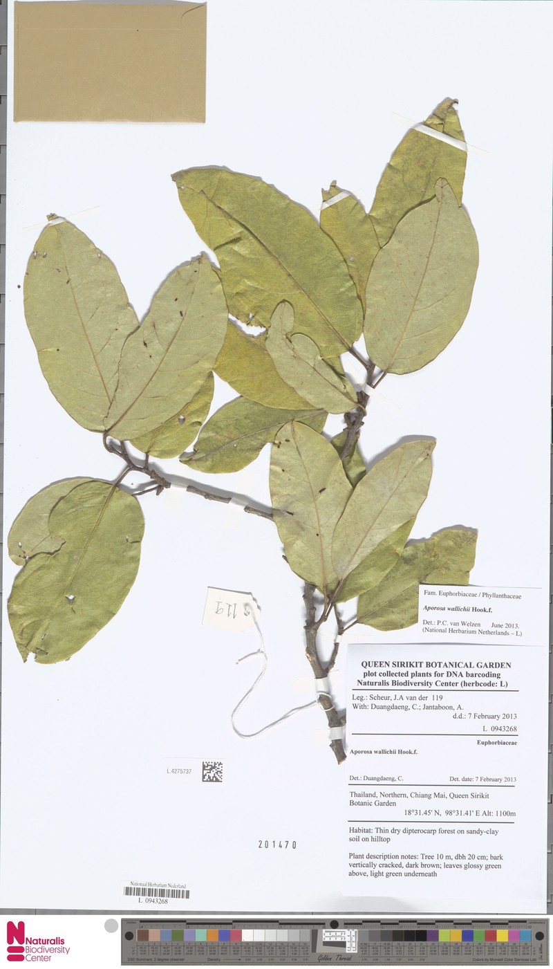 Aporosa wallichii photo 7