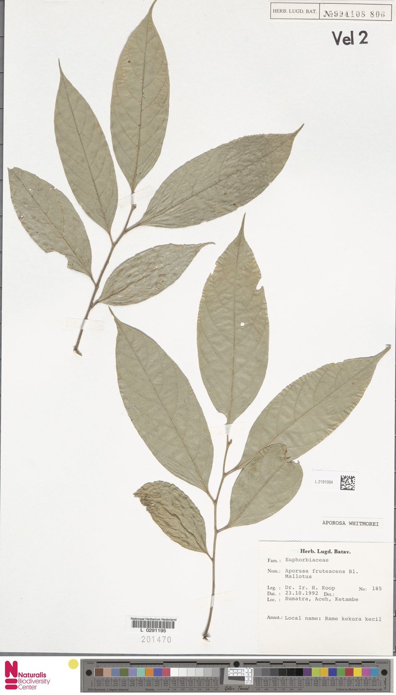 Aporosa whitmorei