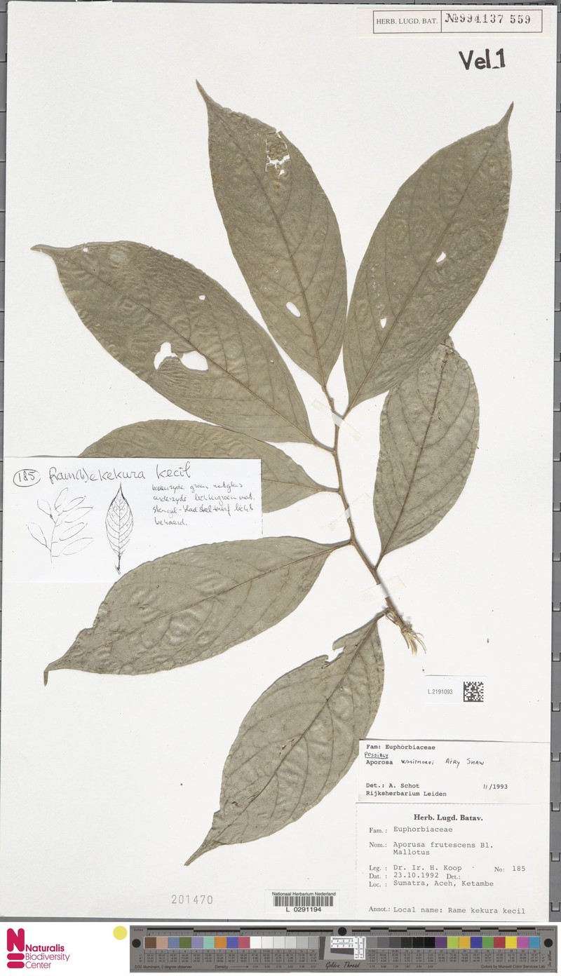 Aporosa whitmorei photo 2