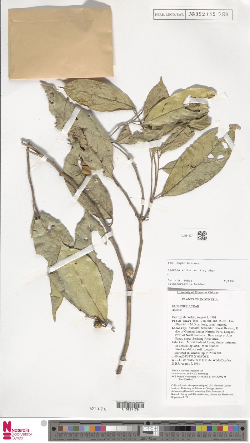 Aporosa whitmorei photo 3