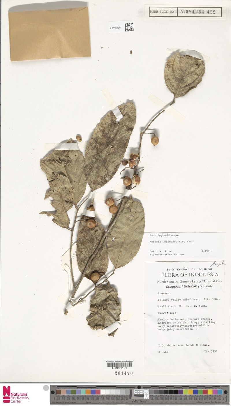Aporosa whitmorei photo 5
