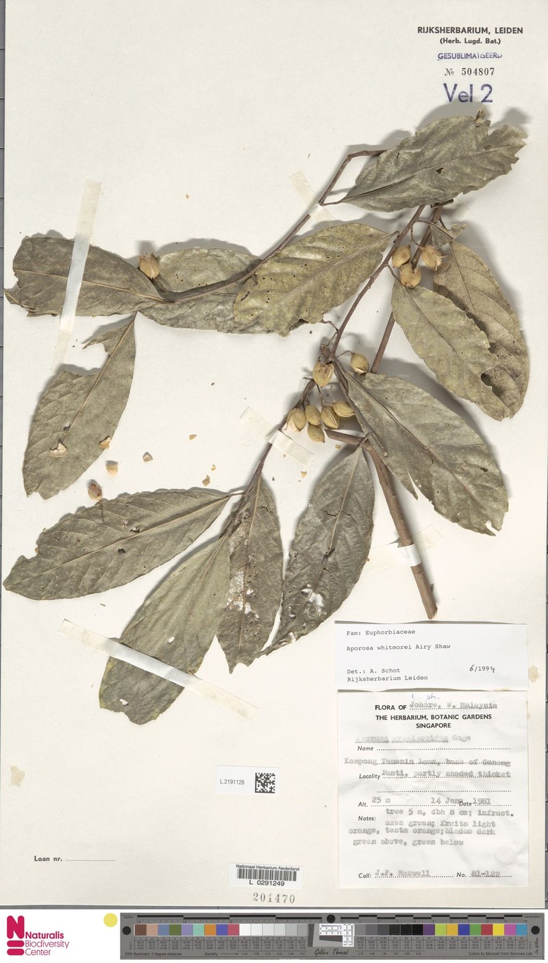 Aporosa whitmorei photo 6