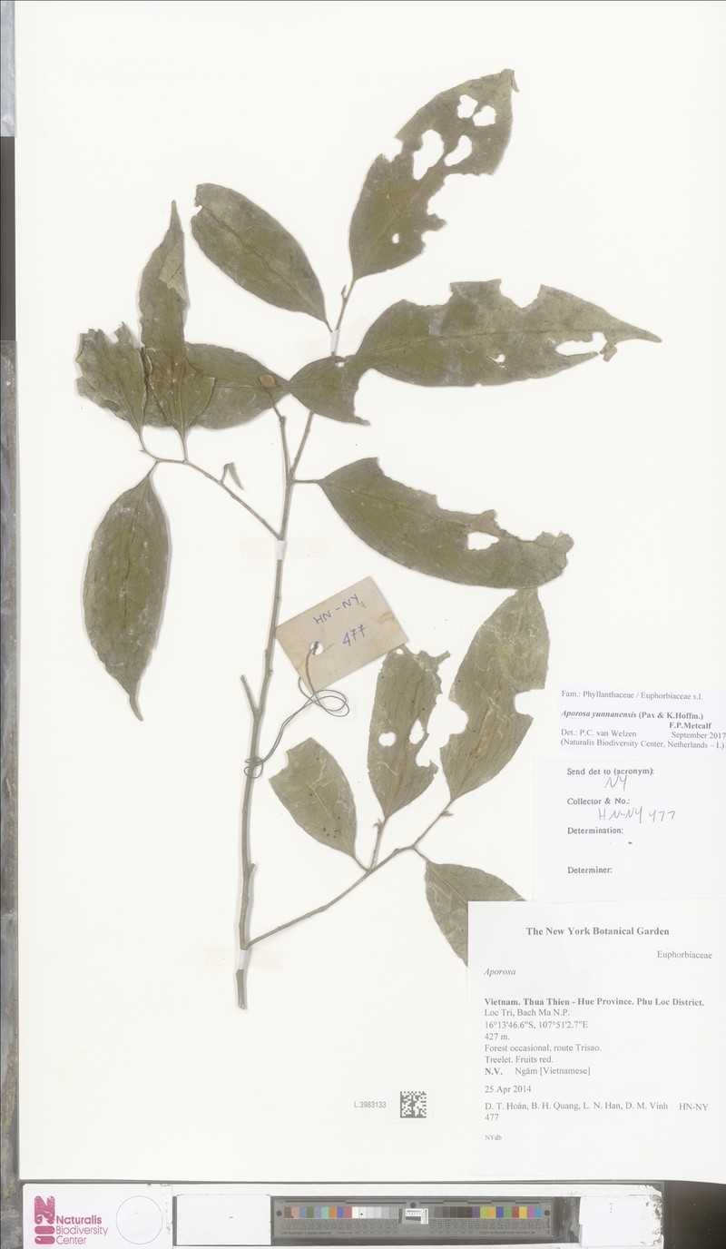 Aporosa yunnanensis