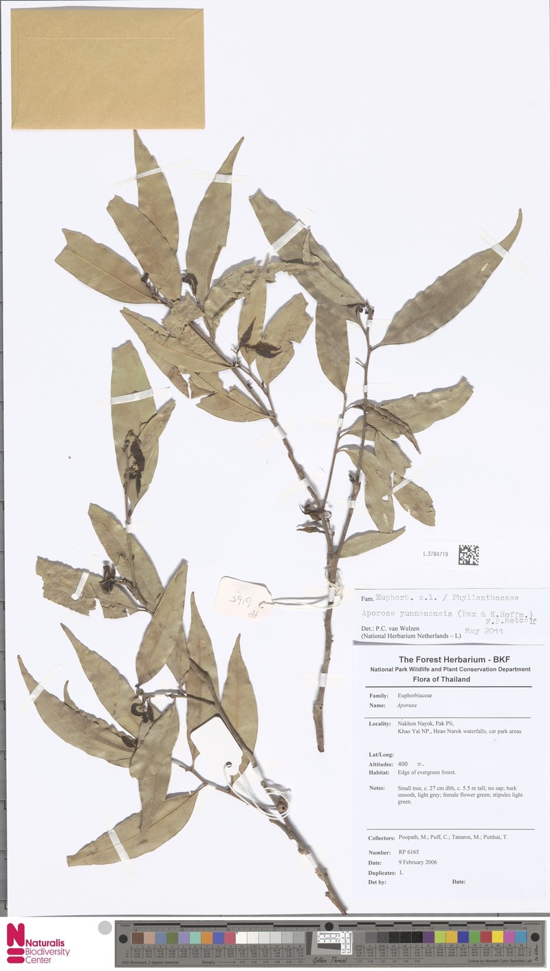 Aporosa yunnanensis photo 2