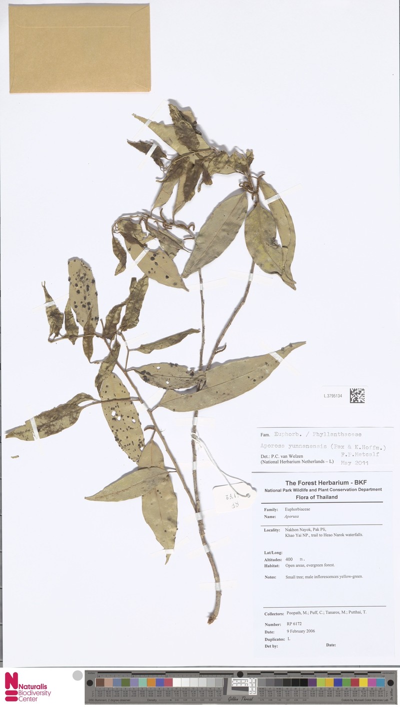 Aporosa yunnanensis photo 3