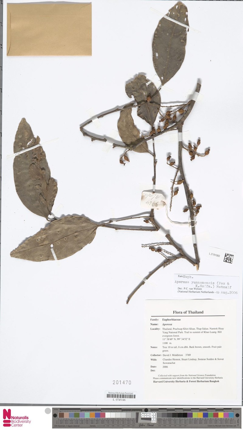 Aporosa yunnanensis photo 4