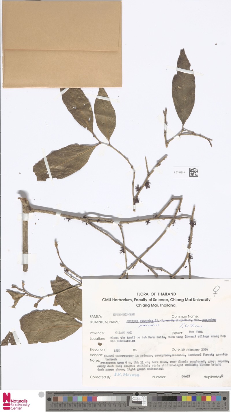 Aporosa yunnanensis photo 5