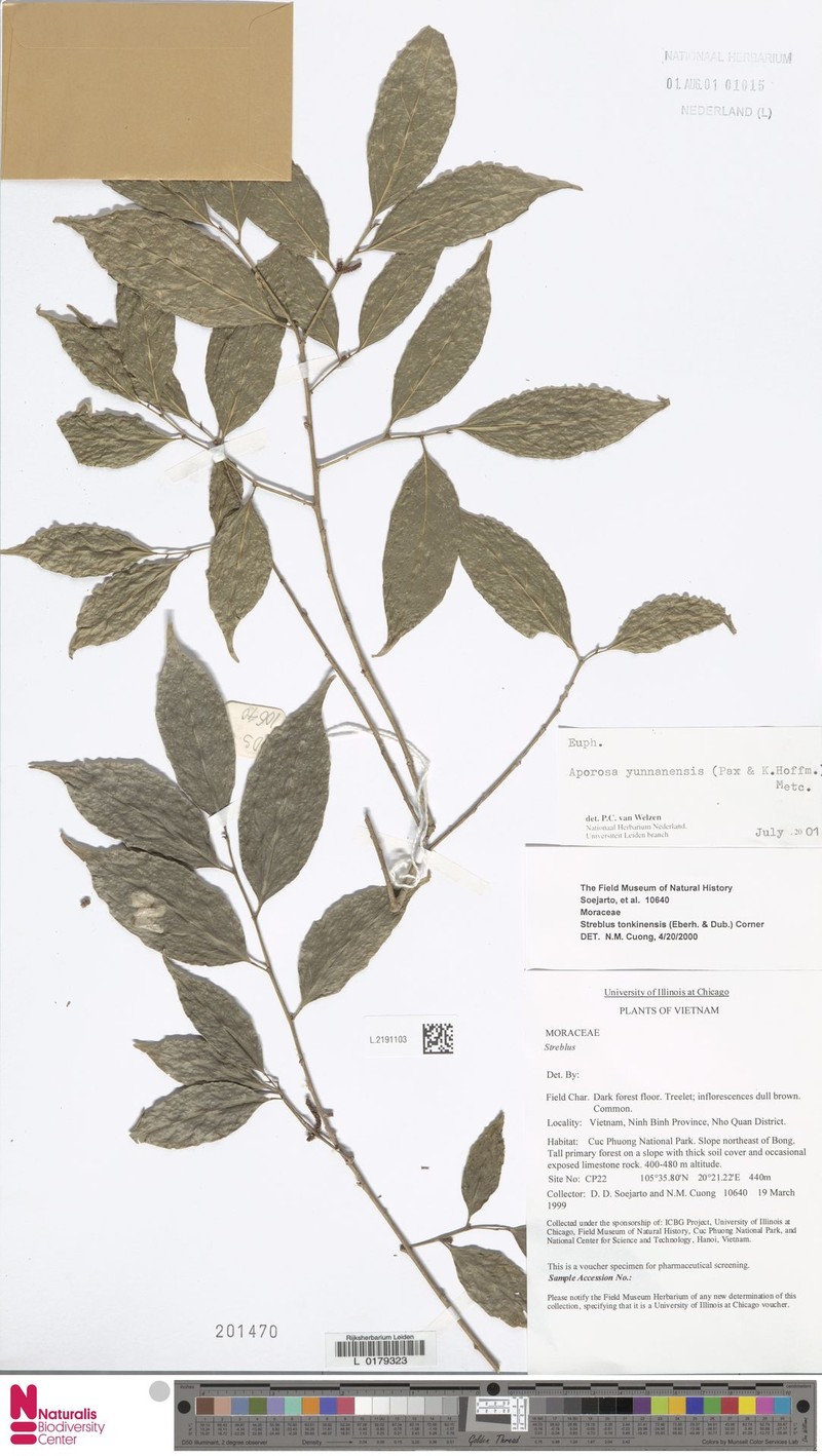 Aporosa yunnanensis photo 6