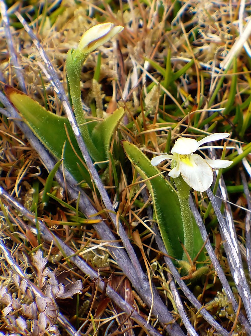 Aporostylis bifolia