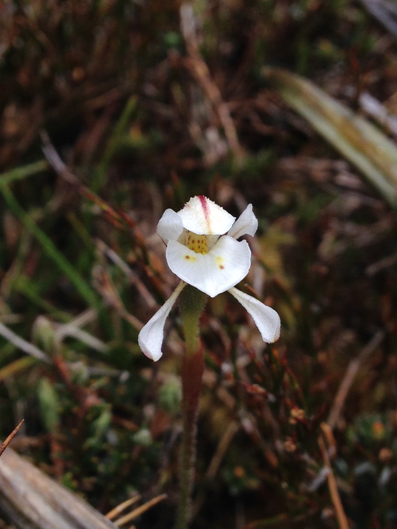 Aporostylis bifolia photo 2