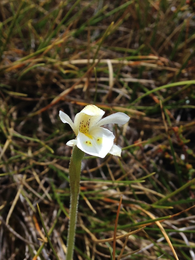 Aporostylis bifolia photo 3