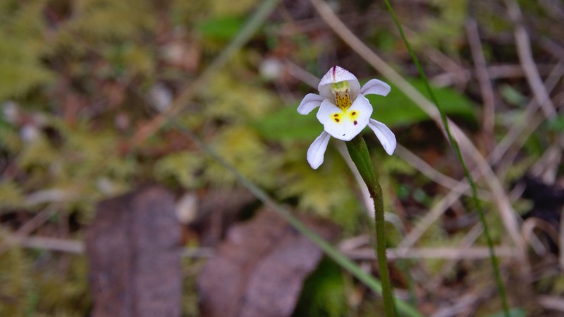 Aporostylis bifolia photo 4