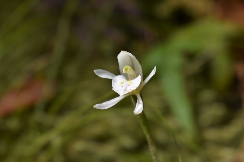 Aporostylis bifolia photo 5