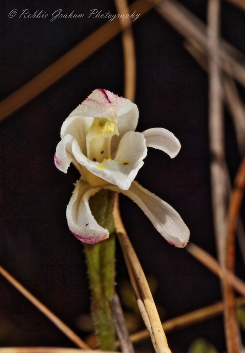 Aporostylis bifolia photo 6