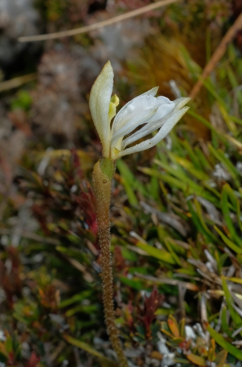 Aporostylis bifolia photo 7