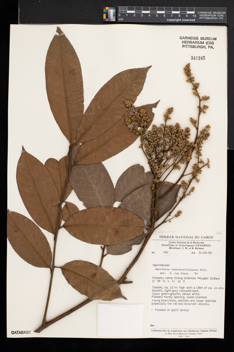Aporrhiza lastoursvillensis
