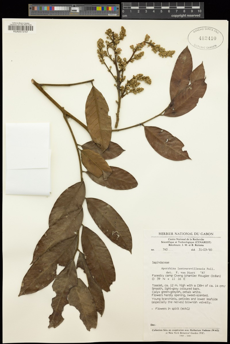 Aporrhiza lastoursvillensis photo 2