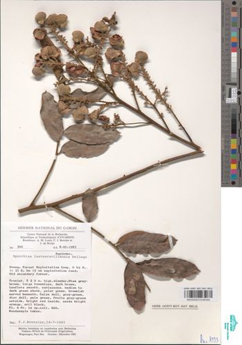 Aporrhiza lastoursvillensis photo 3