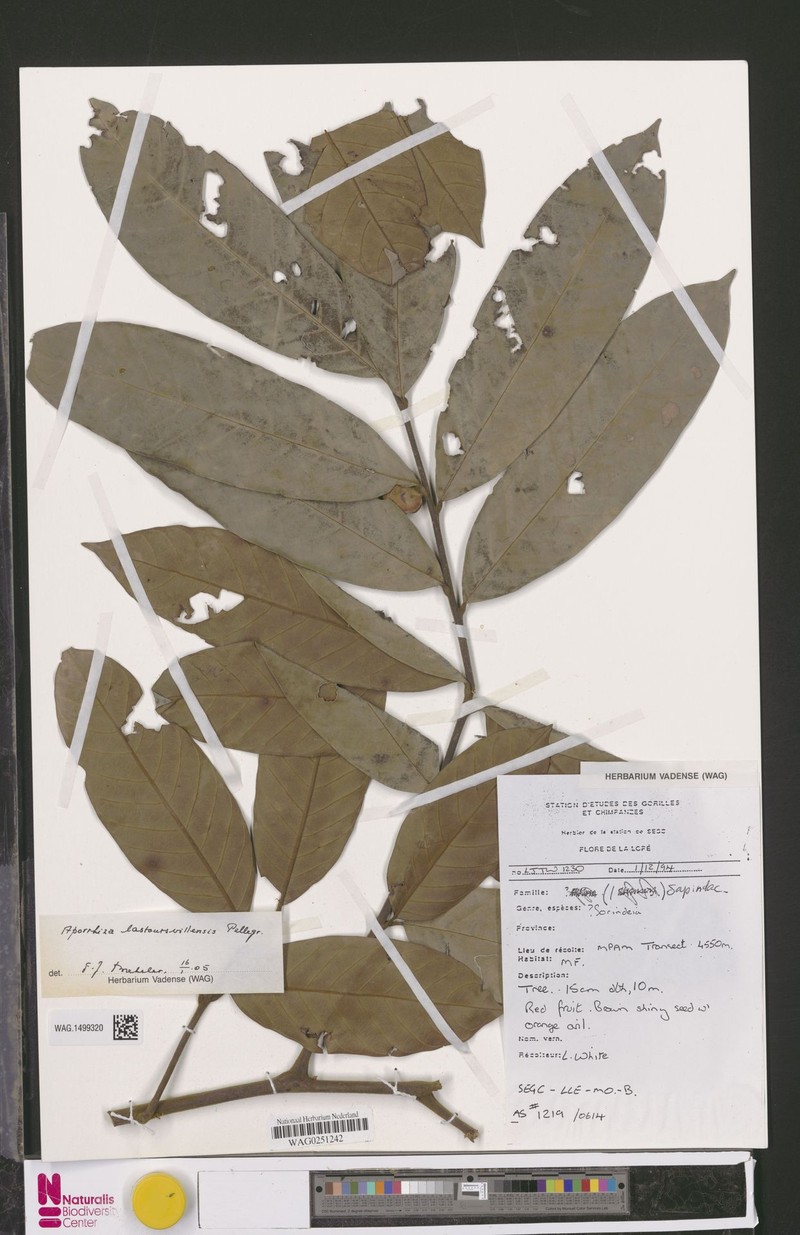 Aporrhiza lastoursvillensis photo 4