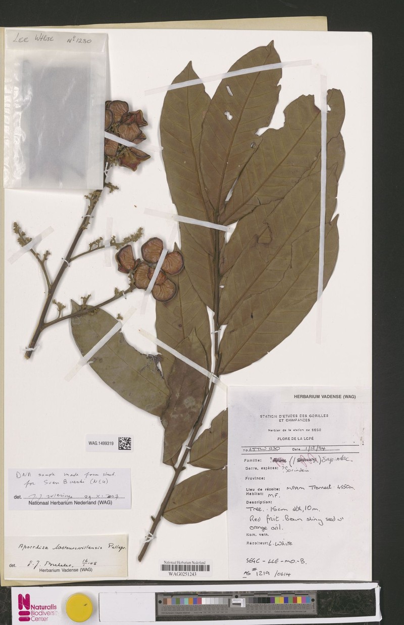 Aporrhiza lastoursvillensis photo 5